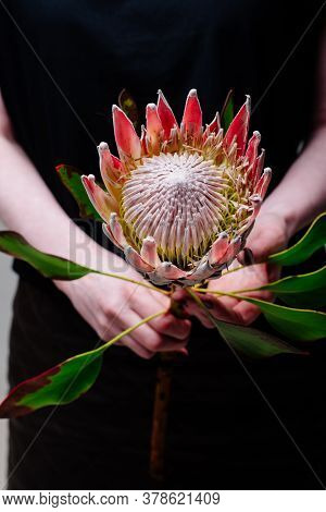 Protea In The Hands Of A Woman Florist.