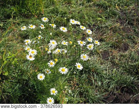Chamomile Garden White Flowers Of German Chamomile