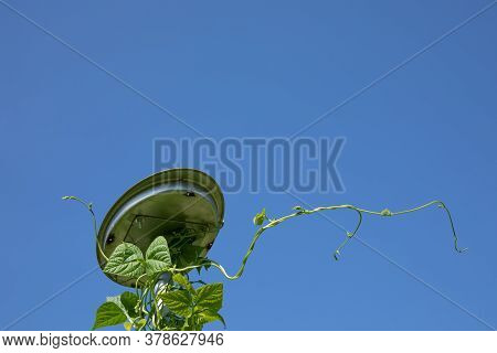Bean Pole And Vines Silhouetted Against A Vivid Blue Sky, Creative Gardening Copy Space, Horizontal 