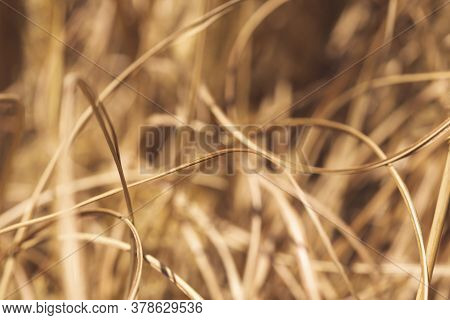 Macro Detail Of Autumn Dried Out Bush Of Chineese Maiden Silver Grass Or Miscanthus Sinensis; Dried 