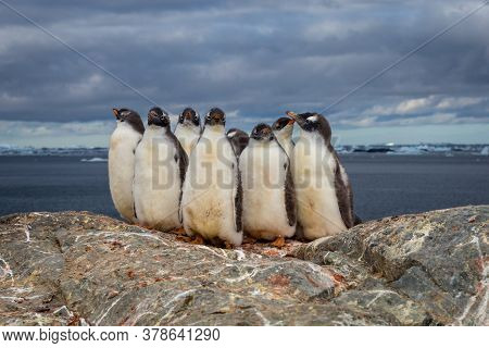 Group Of Gentoo Baby Chick Penguins On The Stone Nest In Antarctica On The Dark Sky Background, Anta