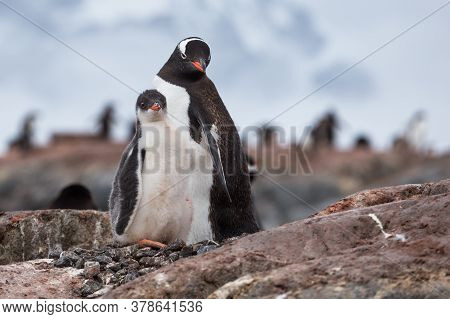 Penguin Family On The Nest In The Colony Of Gentoo Penguins In Antarctica, Antarctic Peninsula