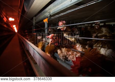 Poultry Farm. Modern Farming