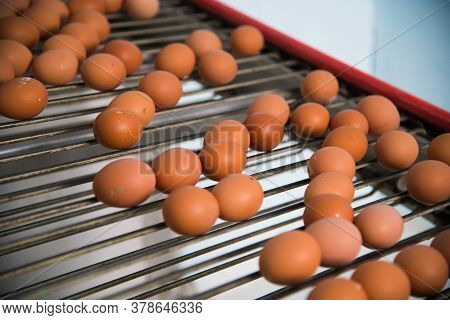 Poultry Farm. Modern Farming. Fresh Brown Eggs On A Transportation Line
