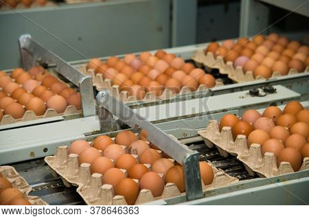 Poultry Farm. Modern Farming. Fresh Brown Eggs On A Transportation Line
