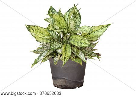 Fresh Dieffenbachia In Black Plastic Pot  Isolated On White Background With Clipping Path.
