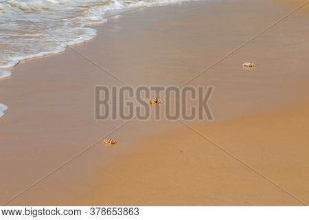 Ghost crabs (Ocypode spp.) on the beach, Mozambique, southern Africa