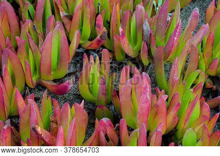 Closeup On Invasive Ice Plant, Carpobrotus Edulis , On Sand Dunes At Point Reyes National Seashore, 