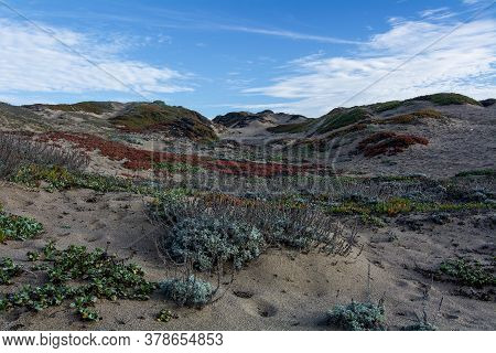 Dune Vegetation, Including The Invasive Ice Plant, Carpobrotus Edulis , On Sand Dunes At Point Reyes