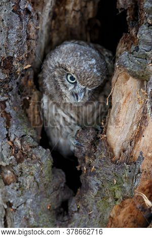Little Owl (athene Noctua) Juvenile Hiding In A Hole Of An Oldtree In The Netherlands.