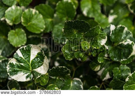Green And White Stripe Leaves Of Polyscias Scutellaria Plants For Garden Decoration. Ecological Conc