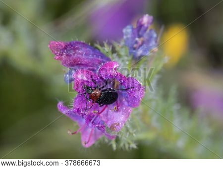 Heliotaurus Ruficollis. Beetle Photographed In Its Natural Environment.