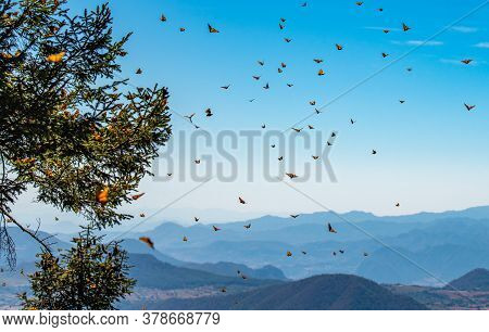 Monarch Butterfly Biosphere Reserve In Michoacan, Mexico