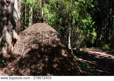 Photo Of A Huge Ant Hill In The Forest Under The Slanting Rays Of The Sun