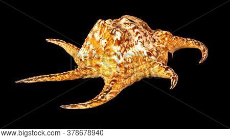 Sea Shell Isolated On A Black Background. Lambis Is A Genus Of Large Sea Snails Sometimes Known As S