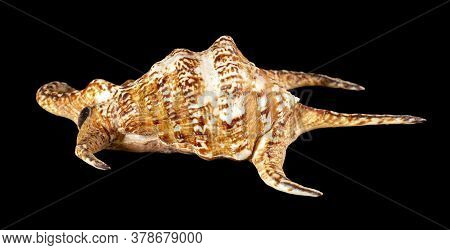 Sea Shell Isolated On A Black Background. Lambis Is A Genus Of Large Sea Snails Sometimes Known As S