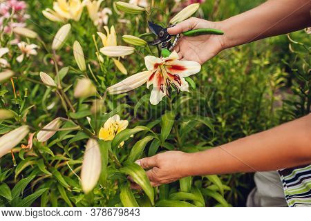Woman Holding Fresh Lily Flower In Garden. Gardener Taking Care Of Lilies. Gardening Hobby Concept