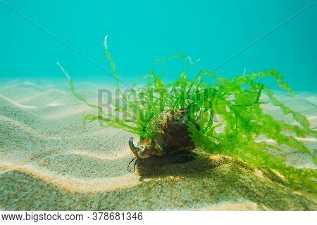 Black Sea Rapan In Algae Walks On The Sand, Underwater View