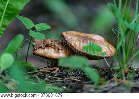 Edible Mushrooms Under A Bush Close-up In The Summer Forest. Paxillus Involutus.