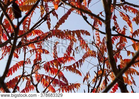 Autumn The Leaves Fall And It Gets Colder And The Trees Are Covered With Yellow Leaves
