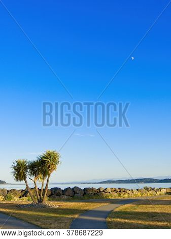 Palm Tree On Sidney Shore