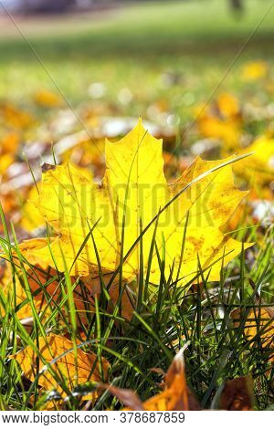 Autumn The Leaves Fall And It Gets Colder And The Trees Are Covered With Yellow Leaves