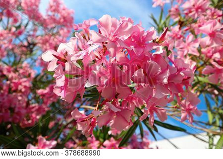 Oleander Blossom. Branch Of The Pink Oleander Tree.