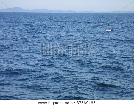 Bird over the Water