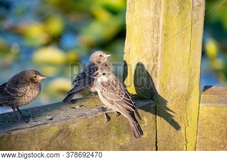 Some Female Brown-headed Cowbirds Resting On The Fence.   Vancouver Bc Canada