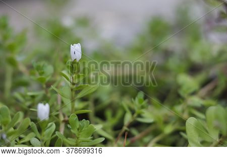 Bacopa Monnieri Herb Plant And Flower, Known From Ayurveda As Brahmi. Bacopa Monnieri It Is Also Use