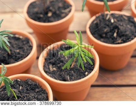Small Seedlings Of The Nordmann Fir In Plant Pots On A Plant Table, Gardening Or Forestry Concept, E