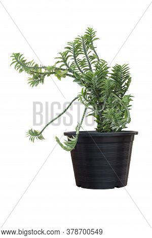 Muchlenbeckia Platyclada Meissn In Black Plastic Pot Is The Herb Of Thailand Isolated On White Backg