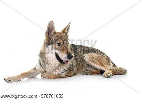 Czechoslovakian Wolf Dog In Front Of White Background