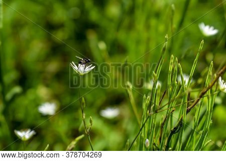Black Musca (fly) Sits On A White Flower Of Stellaria Graminea Near Horsetail Stems On A Green Blurr