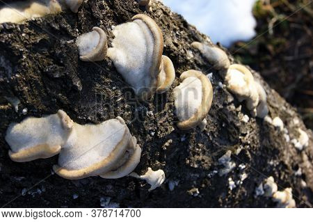 Unedged Mushrooms Growing On A Tree Trunk. Mushrooms, Lichen And Moss On Dried Tree. Tree Bark Close