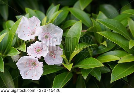 Kalmia Latifolia Flowers With Leaves Close Up. Also Known As Mountain Laurel, Calico-bush, Or Spoonw