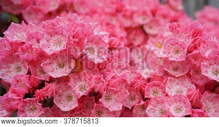 Kalmia Latifolia Flowers With Leaves Close Up. Also Known As Mountain Laurel, Calico-bush, Or Spoonw