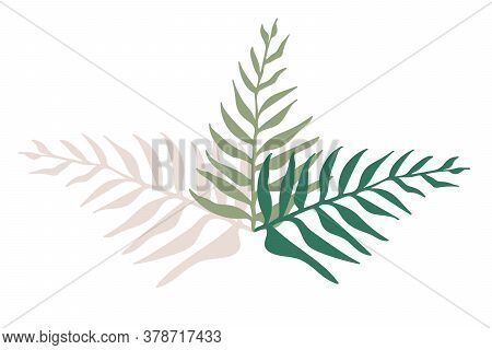 Palm Leaves Isolated On White Background. Clip-art, Vector Tropical Plant.