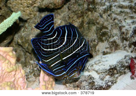 blau Koran Angel fish