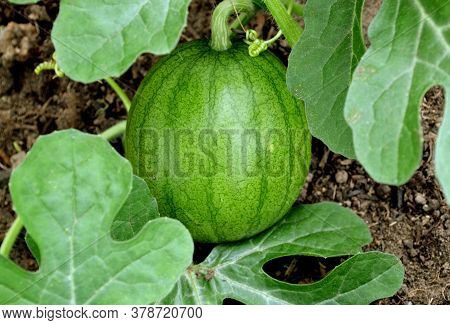 A Young Small Watermelon In A Farmer\\\'s Field. Summer Organic Harvest Of Watermelons On The Planta