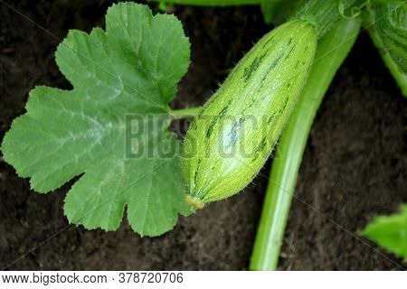 Young Immature Green Zucchini, Zucchini Leaf On The Ground, Grow In The Garden. Organic Vegetable On