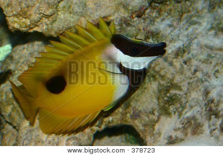 Foxface Reef Fish