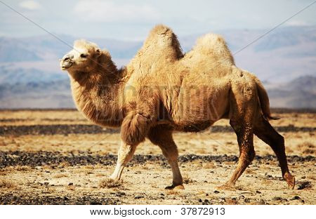 Bactrian Camel In The Steppes Of Mongolia
