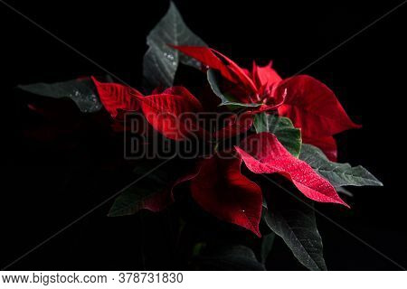 Red And Green Leaves On Black Background
