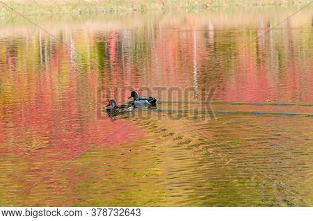 Beautiful Wild Ducks Swimming On The Lake, Wild Birds In The Autumn Warm Day