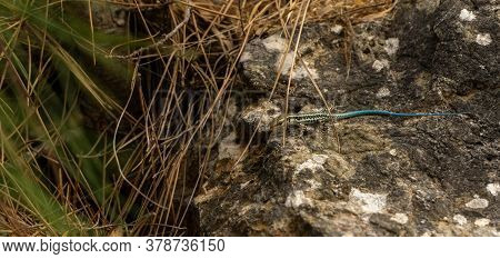 Blue-tailed Skink Sitting On A Rock, Summer Day