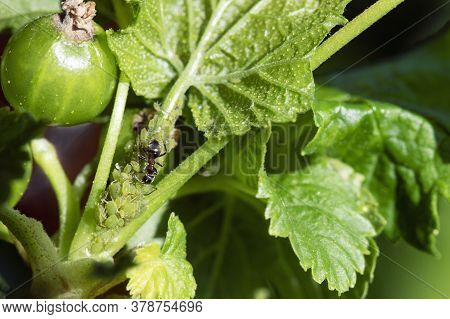 Aphid Infestation. Ants Spread Aphids On Plant Living Together In Symbiosis.