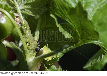 Insect Pests. Ants Who Milk Aphids For It By Stroking Their Abdomen