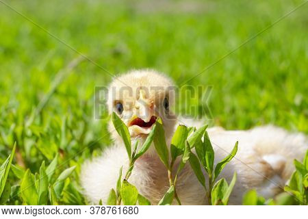Naked Neck Chicken On The Farm. Little Yellow Chicken On Green Grass In A Field. Close Up Naked Neck