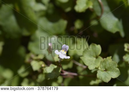 Kenilworth Ivy Small Flowers - Latin Name - Cymbalaria Muralis